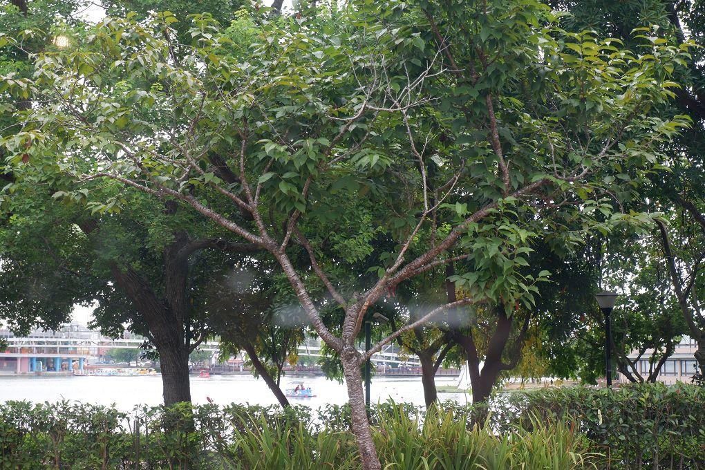 【桃園龍潭景觀咖啡廳推薦】The畔cafe&#038;dining 一百坪的空間裡，以歐式風格的設計為主軸，白色的牆壁及裝潢配上原木色調的桌椅，漂亮的植物、花草穿插其中&#8230;美極了！ @貝大小姐的多元心宇宙