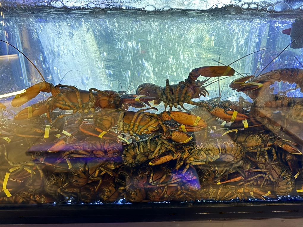 【桃園日式無菜單料理】宗初食堂 日式無菜單料理 桃園分店 1380元的套餐可以吃到活體龍蝦，這CP值也太高了吧！ @貝大小姐的多元心宇宙