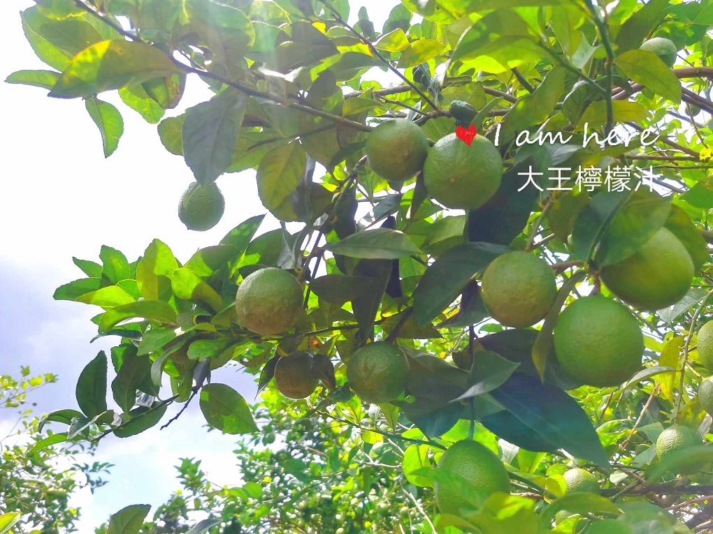 【網購新鮮檸檬汁推薦】大王檸檬汁 急速冷凍直送，做好最頂級的品質把關，中秋烤肉一定要有大王新鮮檸檬汁幫你去油解膩！ @貝大小姐的多元心宇宙
