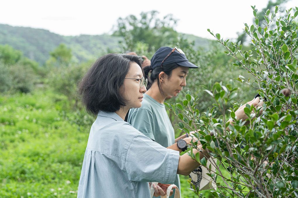 【 朝陽早秋一日散策】全國金牌農村-南澳朝陽社區、契作苦茶園採果體驗、朝陽步道、感受山海療癒土地美好！ @貝大小姐的多元心宇宙