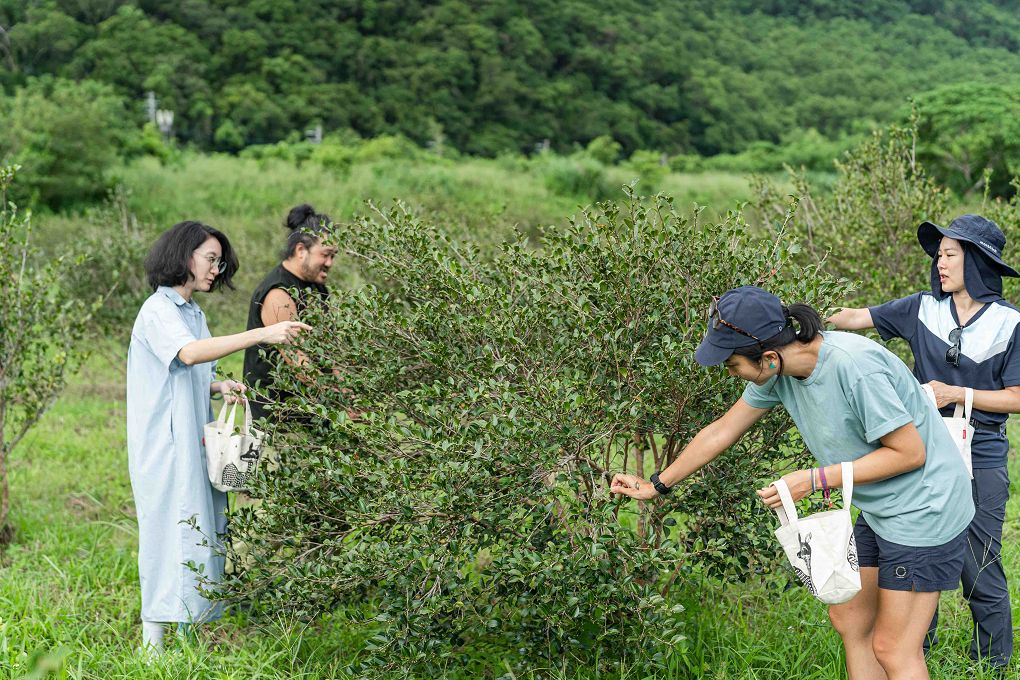 【 朝陽早秋一日散策】全國金牌農村-南澳朝陽社區、契作苦茶園採果體驗、朝陽步道、感受山海療癒土地美好！ @貝大小姐的多元心宇宙