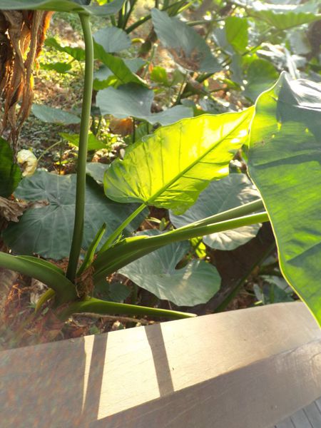 植物邀稿文：到植物園外拍趣 @貝大小姐的多元心宇宙