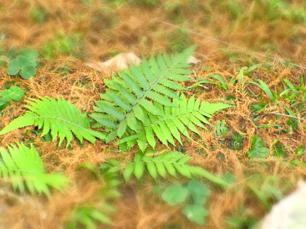 植物邀稿文：到植物園外拍趣 @貝大小姐的多元心宇宙