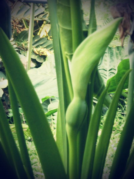 植物邀稿文：到植物園外拍趣 @貝大小姐的多元心宇宙