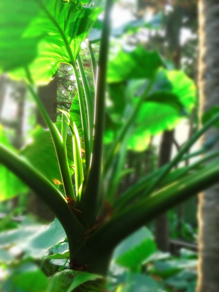 植物邀稿文：到植物園外拍趣 @貝大小姐的多元心宇宙