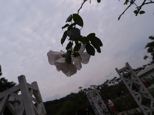 士林官邸公園外拍遊記 @貝大小姐的多元心宇宙