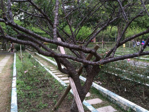 士林官邸公園外拍遊記 @貝大小姐的多元心宇宙