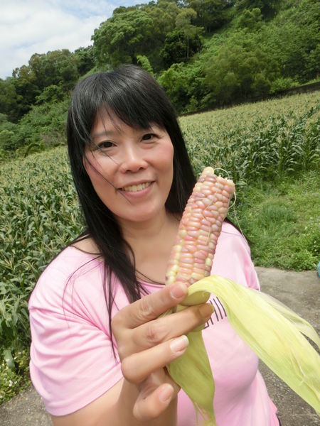 【苗栗 通霄農產品】優嘉農場彩虹玉米 @貝大小姐的多元心宇宙