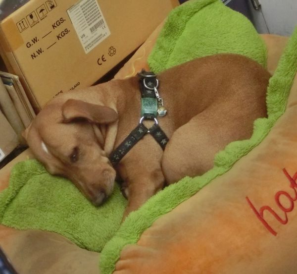 【台北 漢囗街相機店】快樂數位影像器材 @貝大小姐的多元心宇宙
