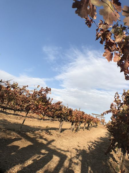 【美國 Temecula酒莊之旅】Thornton Winery、Wilson Creek Winery、Mount Palomar Winery @貝大小姐的多元心宇宙