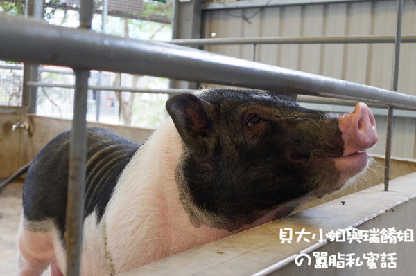 【2020台中燈會遊大雅】大雅親子旅遊推薦：伊莎貝爾數位烘焙體驗館 X 大雅橫山童玩文化館 X 潭雅神自行車道&#038;中科公園溜滑梯 X 赤腳ㄚ生態農莊 @貝大小姐的多元心宇宙